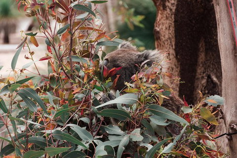 Yanchep & Lancelin - Wildlife, Cave And Sands - Your Accommodation 5