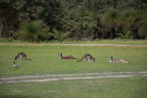 Yanchep & Lancelin - Wildlife, Cave And Sands - Your Accommodation 8