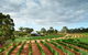 Vasse Felix Winery Tour And Tasting - thumb 0