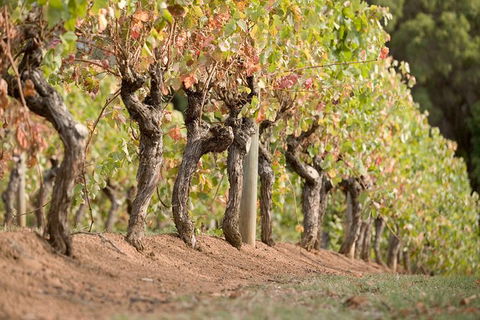 Vasse Felix Winery Tour And Tasting - Your Accommodation 3