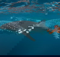 Ningaloo Reef Whale Shark Snorkeling Adventure Apr-July - Your Accommodation