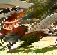 Very Best of Perth Tour - Wildlife Park  City Highlights Tour - Your Accommodation