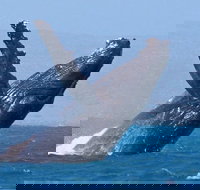 Sunset Cruise Wildlife Watching - Your Accommodation