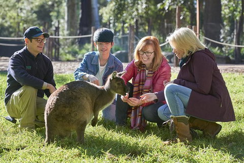 Australian Wildlife Experience At Healesville Sanctuary - Your Accommodation 0