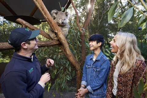 Australian Wildlife Experience At Healesville Sanctuary - Your Accommodation 1
