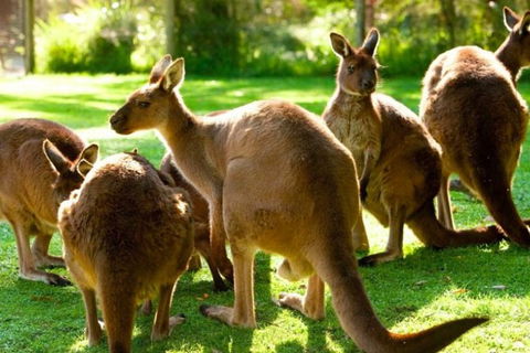 Steam Train, Yarra Valley & Healesville Wildlife Sanctuary Full Day Tour - Your Accommodation 1