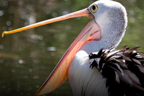 Steam Train, Yarra Valley & Healesville Wildlife Sanctuary Full Day Tour - Your Accommodation 4