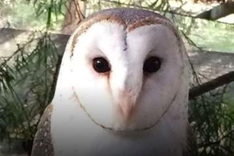 Steam Train, Yarra Valley & Healesville Wildlife Sanctuary Full Day Tour - Your Accommodation 5