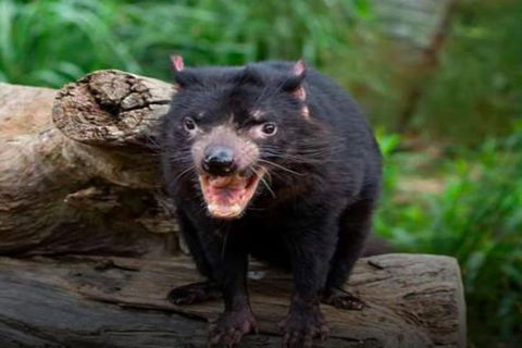 Steam Train, Yarra Valley & Healesville Wildlife Sanctuary Full Day Tour - Your Accommodation 8
