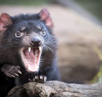 Port Arthur and Tassie Devils Active Day Tour from Hobart - Your Accommodation