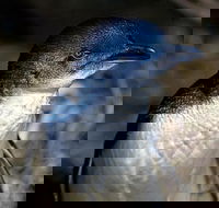 Bonnet Island Experience departing from Strahan - Your Accommodation