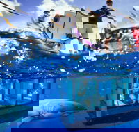 White Shark Tour with Optional Cage Dive from Port Lincoln - Your Accommodation