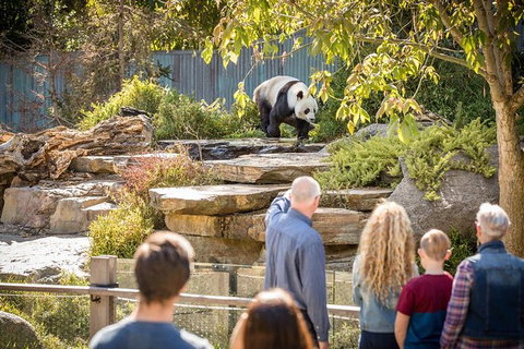 Adelaide Zoo Behind The Scenes Experience: Panda And Friends Tour - Your Accommodation 0