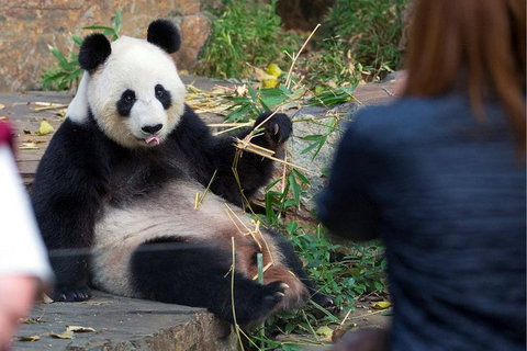 Adelaide Zoo Behind The Scenes Experience: Panda And Friends Tour - Your Accommodation 1