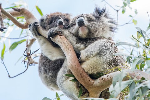 Adelaide To Melbourne 3-Day Trip Through Grampians And Great Ocean Road - Your Accommodation 1