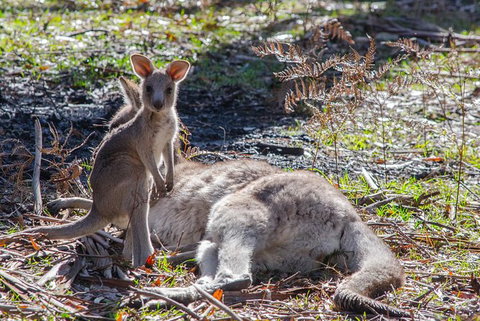 Adelaide To Melbourne 3-Day Trip Through Grampians And Great Ocean Road - Your Accommodation 5