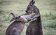 Adelaide To Melbourne 3-Day Trip Through Grampians And Great Ocean Road - thumb 10