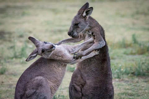 Adelaide To Melbourne 3-Day Trip Through Grampians And Great Ocean Road - Your Accommodation 10