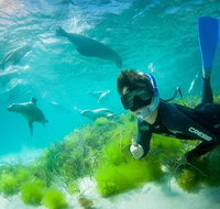Half-Day Sea Lion Snorkeling Tour from Port Lincoln - Your Accommodation