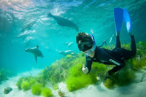 Half-Day Sea Lion Snorkeling Tour From Port Lincoln - Your Accommodation 0