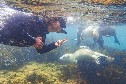 Half-Day Sea Lion Snorkeling Tour From Port Lincoln - Your Accommodation 8