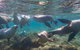 Half-Day Sea Lion Snorkeling Tour From Port Lincoln - thumb 2