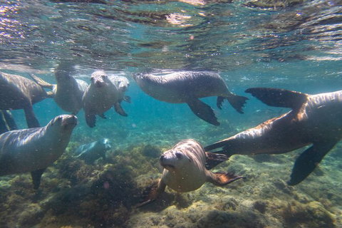 Half-Day Sea Lion Snorkeling Tour From Port Lincoln - Your Accommodation 2