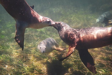 Half-Day Sea Lion Snorkeling Tour From Port Lincoln - Your Accommodation 6