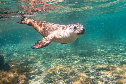 Half-Day Sea Lion Snorkeling Tour From Port Lincoln - Your Accommodation 4