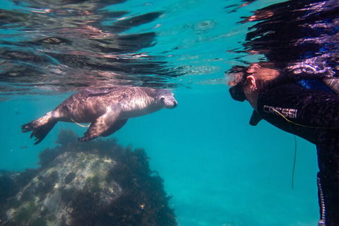 Half-Day Sea Lion Snorkeling Tour From Port Lincoln - Your Accommodation 5
