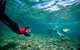 Half-Day Sea Lion Snorkeling Tour From Port Lincoln - thumb 1