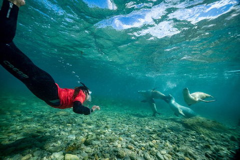 Half-Day Sea Lion Snorkeling Tour From Port Lincoln - Your Accommodation 1