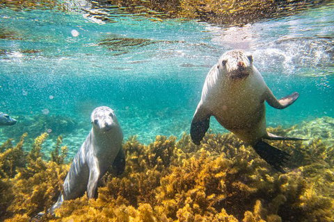 Half-Day Sea Lion Snorkeling Tour From Port Lincoln - Your Accommodation 7