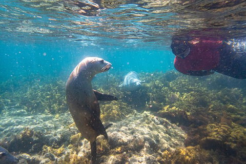 Half-Day Sea Lion Snorkeling Tour From Port Lincoln - Your Accommodation 3