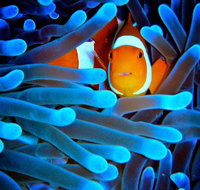 5-Day Best of Cairns with Daintree Kuranda and Great Barrier Reef - Your Accommodation