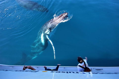 Hervey Bay Whale Watching Experience - Your Accommodation 3
