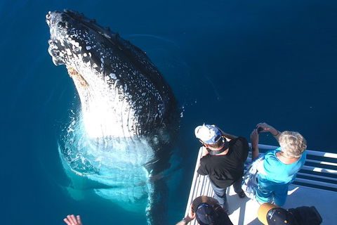 Hervey Bay Whale Watching Experience - Your Accommodation 14
