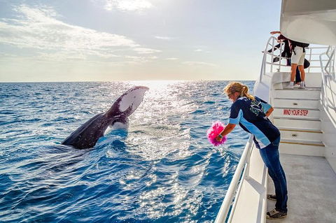 Hervey Bay Whale Watching Experience - Your Accommodation 8