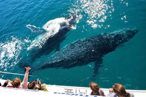 Hervey Bay Whale Watching Experience - Your Accommodation 12
