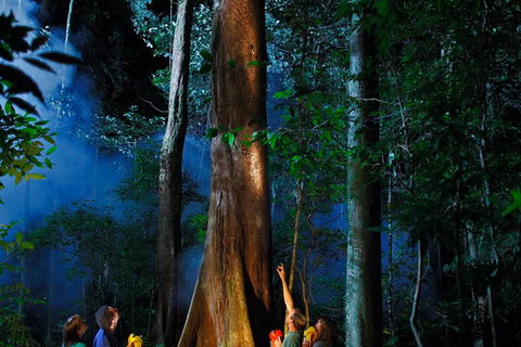 Daintree Rainforest Night Walk From Cape Tribulation - Your Accommodation 1