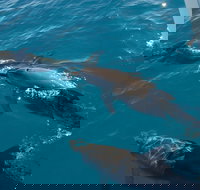 Fraser Island  Dolphin Sailing Adventure - Your Accommodation