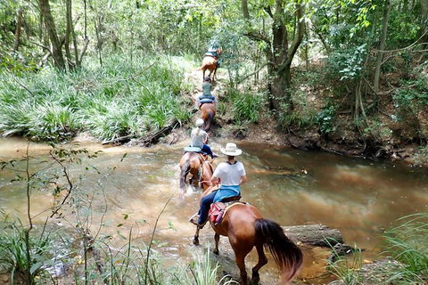 Country Day Ride From Mt Goomboorian With Rainbow Beach Horse Rides - Your Accommodation 1