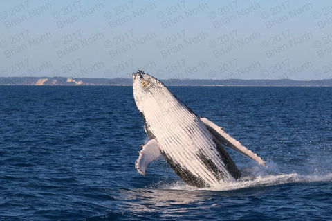 Hervey Bay Whale Watching Cruise - Your Accommodation 3