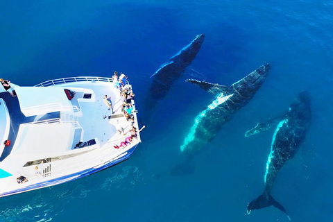 Hervey Bay Whale Watching Cruise - Your Accommodation 9