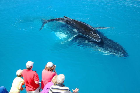 Hervey Bay Whale Watching Cruise - Your Accommodation 5