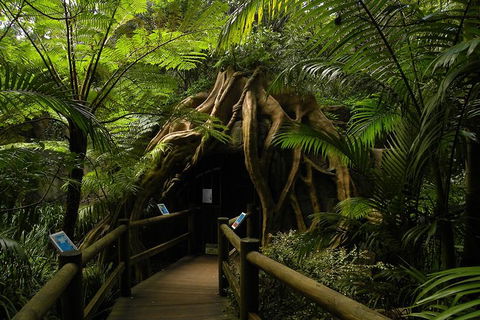Tamborine Mountain Daily Service, Treetop Challenge And Thunderbird Park - Your Accommodation 7