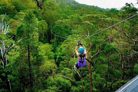 Tamborine Mountain Daily Service, Treetop Challenge And Thunderbird Park - Your Accommodation 9