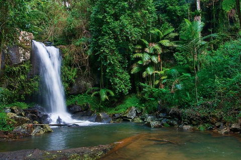 Tamborine Mountain Daily Service, Treetop Challenge And Thunderbird Park - Your Accommodation 5