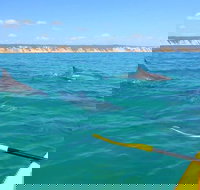 Half-Day Kayak with Dolphins and 4WD Beach Drive from Rainbow Beach - Your Accommodation