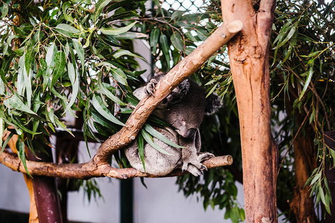 All-Inclusive Blue Mountains Day Trip With River Cruise - Your Accommodation 14